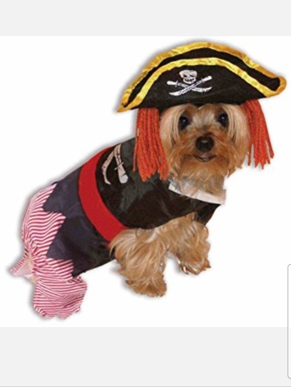 Pirate Dog Costume - Black and Red Small Pet Outfit X Small/ Small